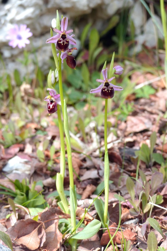 Ophrys montis-leonis sulla costa tirrenica laziale e sugli Aurunci  marzo 2024